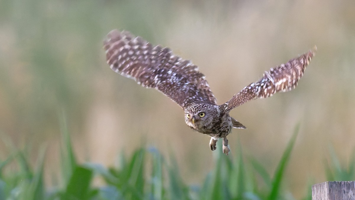 Little Owl - ML646653196