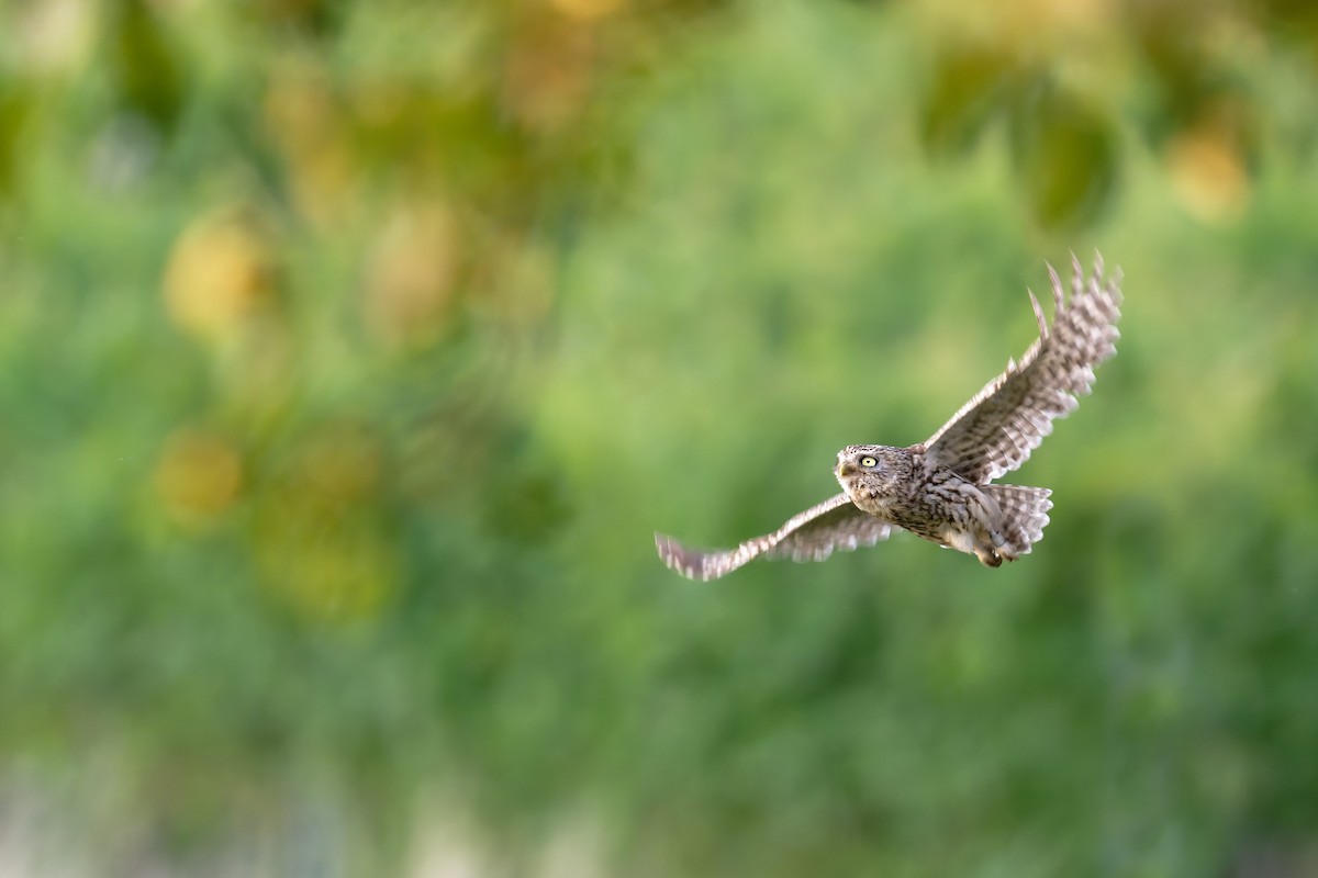 Little Owl - ML646653197