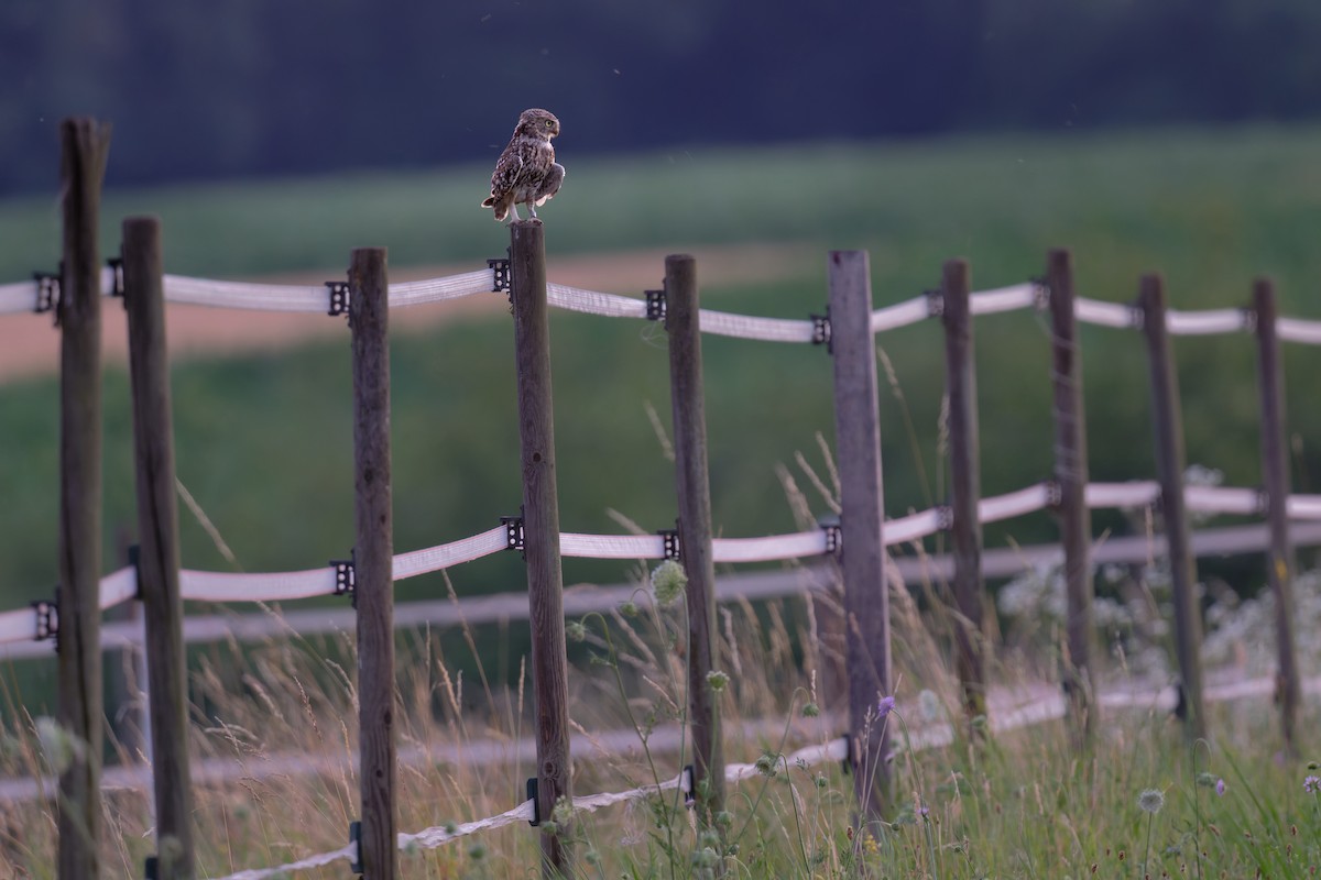 Little Owl - ML646653198