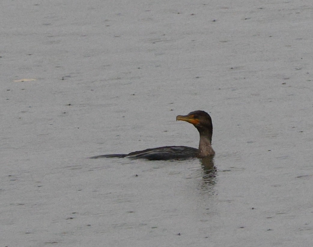Double-crested Cormorant - ML646653199