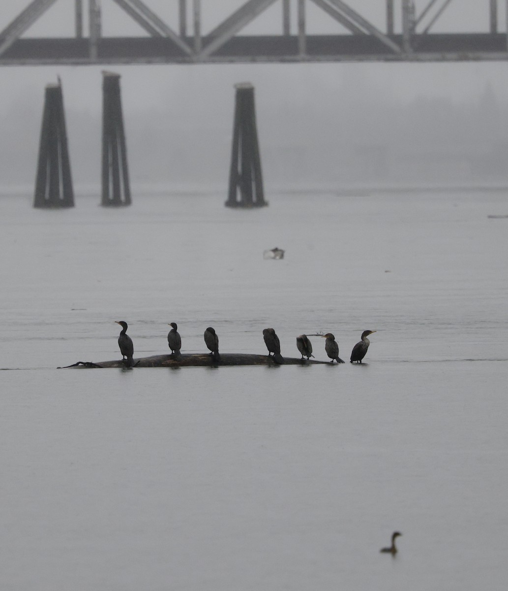 Double-crested Cormorant - ML646653203