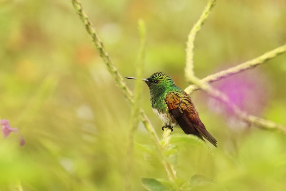 Snowy-bellied Hummingbird - ML646653204