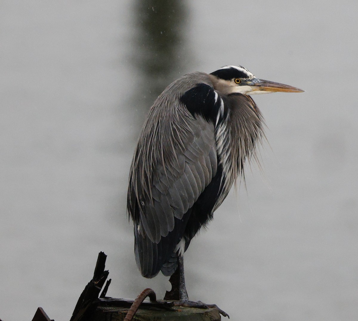 Great Blue Heron - ML646653205