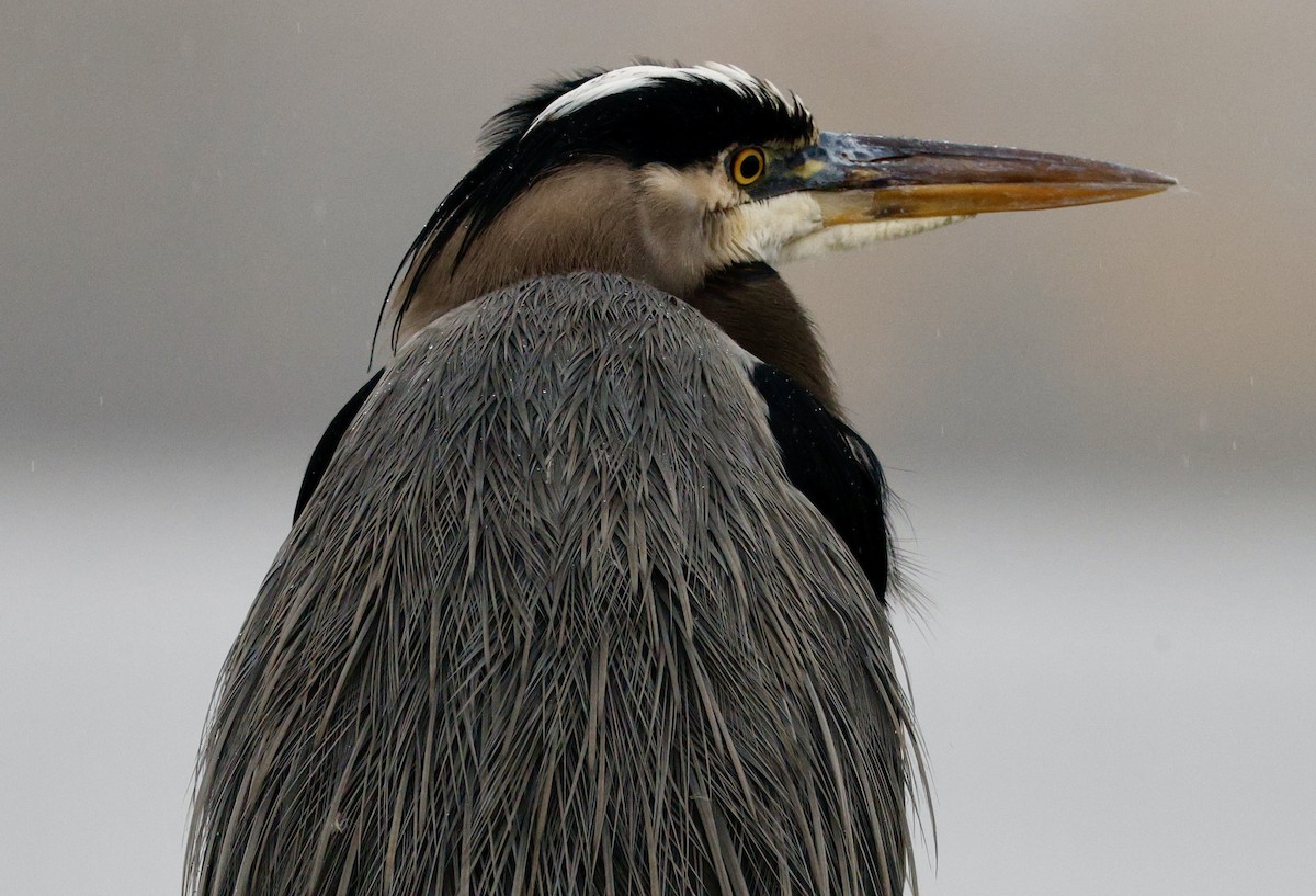 Great Blue Heron - ML646653206