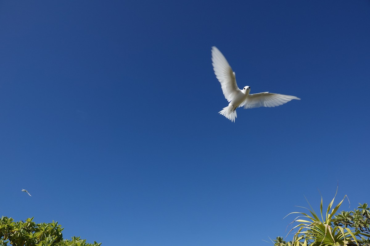 Blue-billed White-Tern - ML646653208