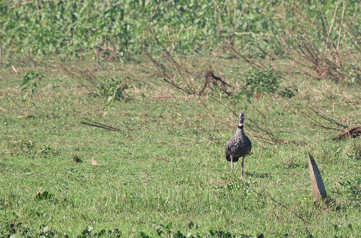 Southern Screamer - ML646653209