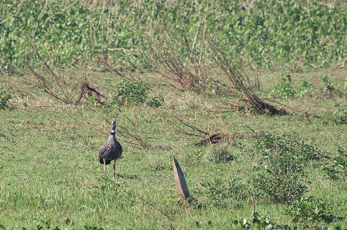Southern Screamer - ML646653210
