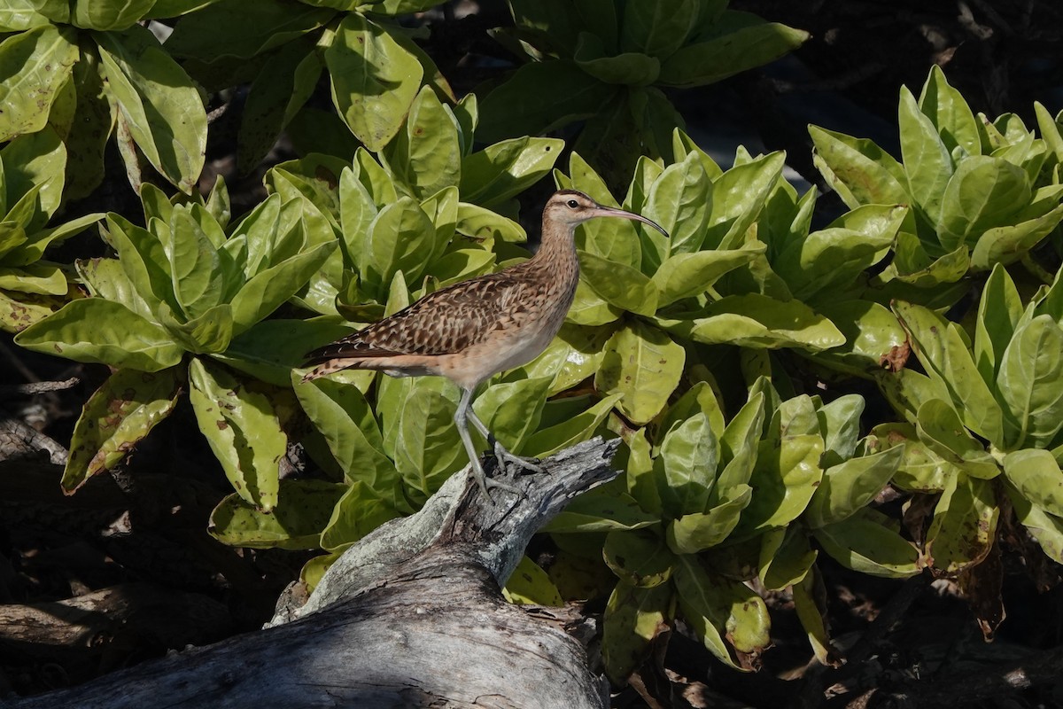 Bristle-thighed Curlew - ML646653211