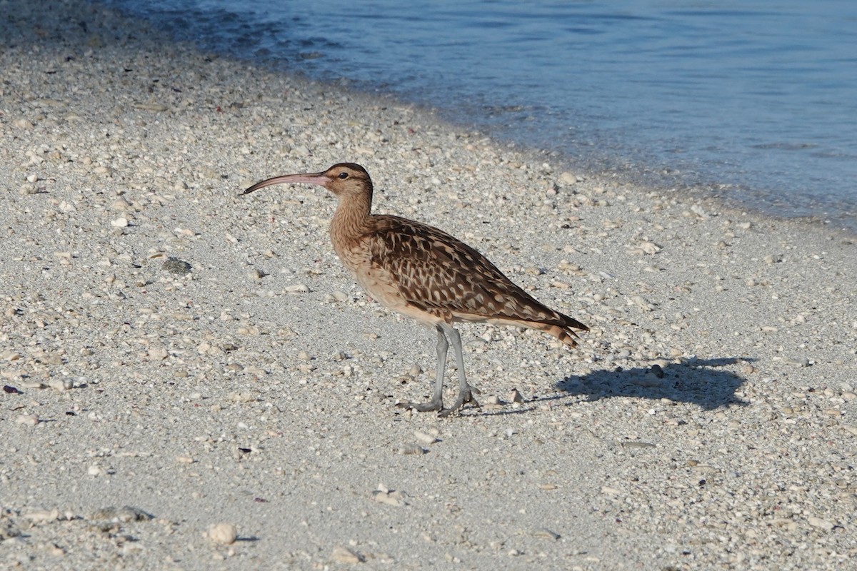 Bristle-thighed Curlew - ML646653212