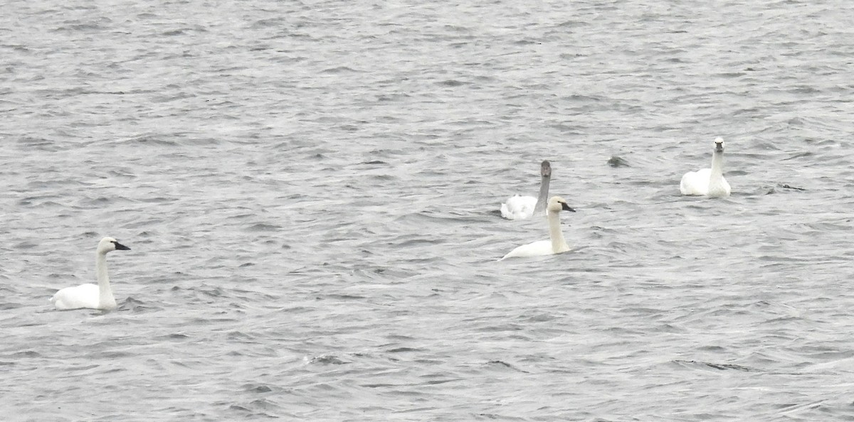 Tundra Swan - ML646653213