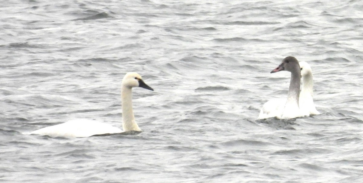 Tundra Swan - ML646653214