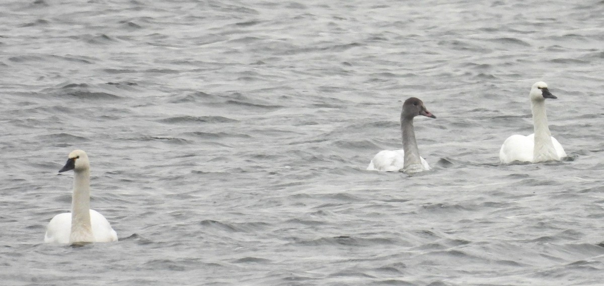 Tundra Swan - ML646653215
