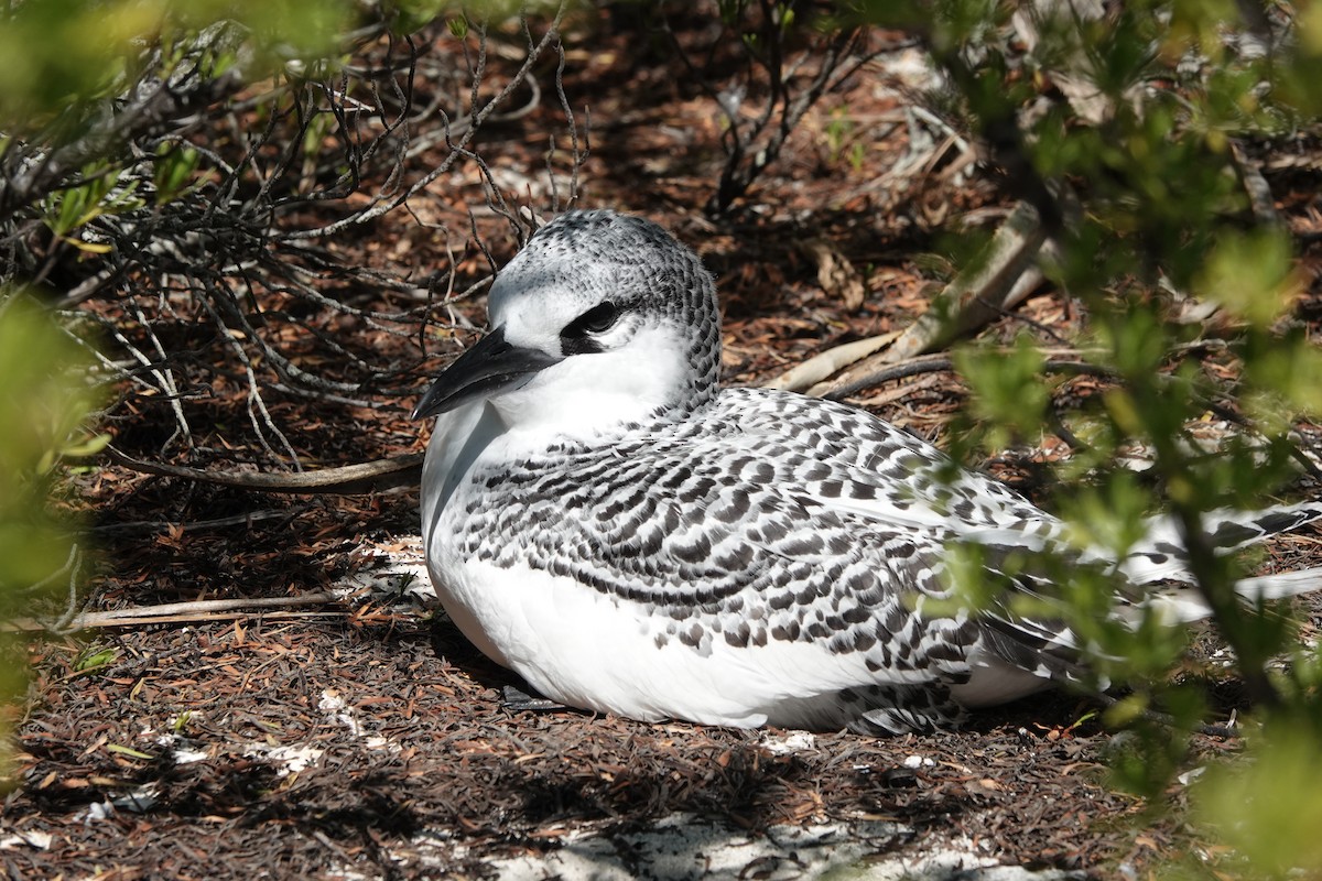 Red-tailed Tropicbird - ML646653218