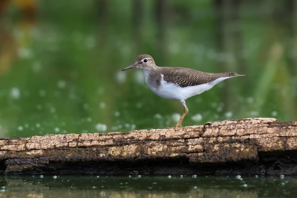 Spotted Sandpiper - ML646653219