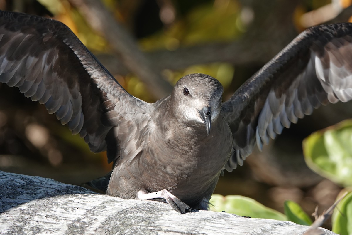 Murphy Fırtınakuşu - ML646653220