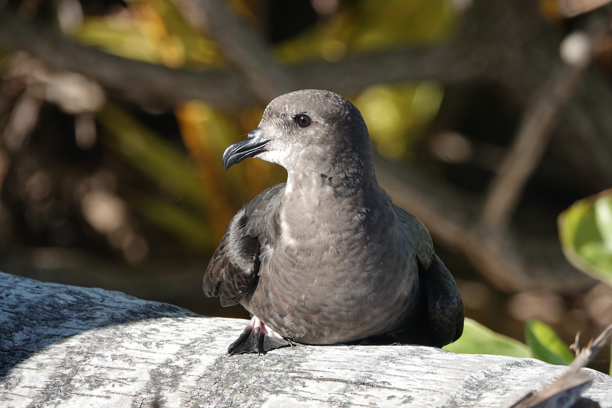 Murphy Fırtınakuşu - ML646653221