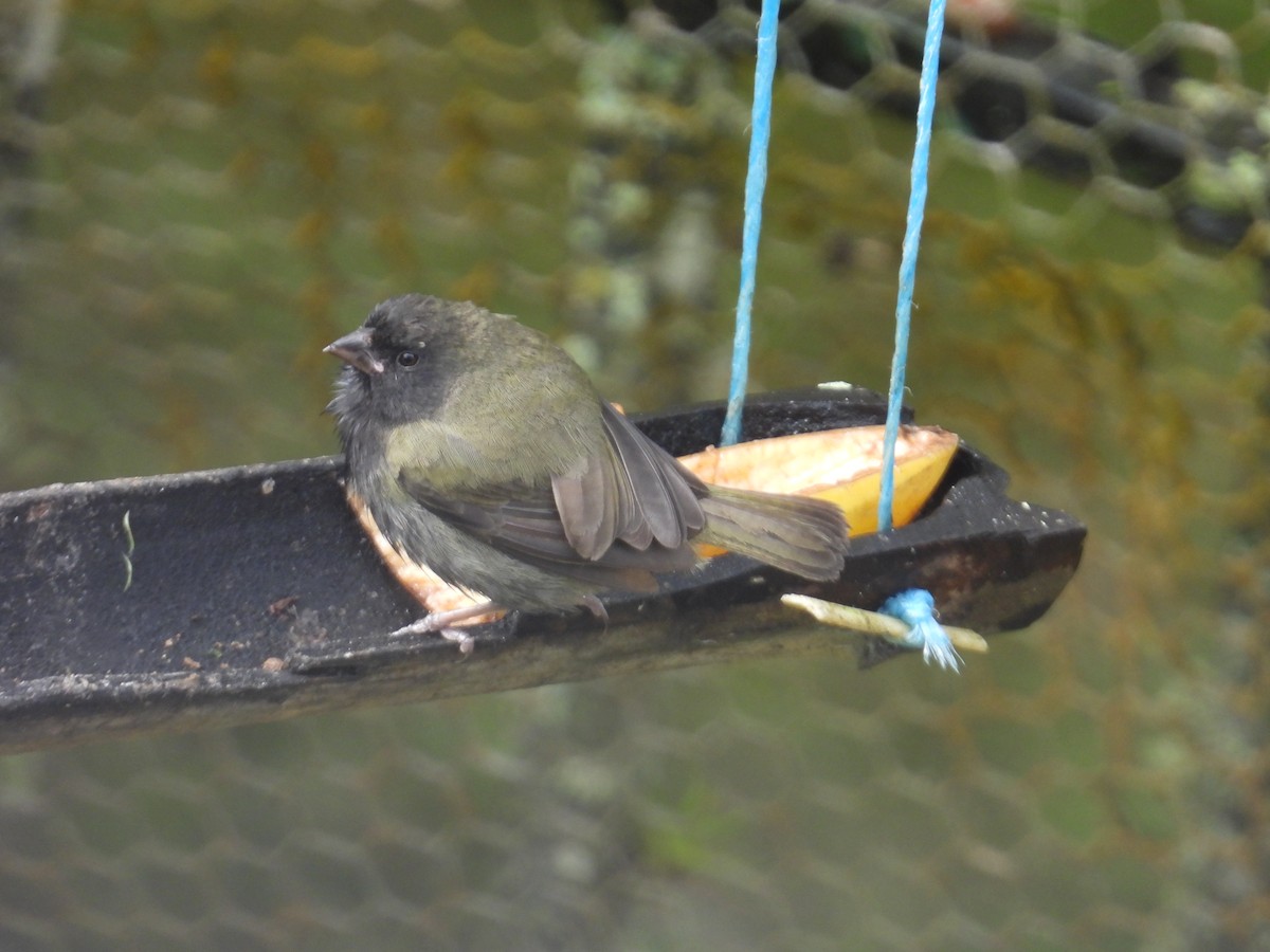 Jamaikagimpeltangare - ML646653222