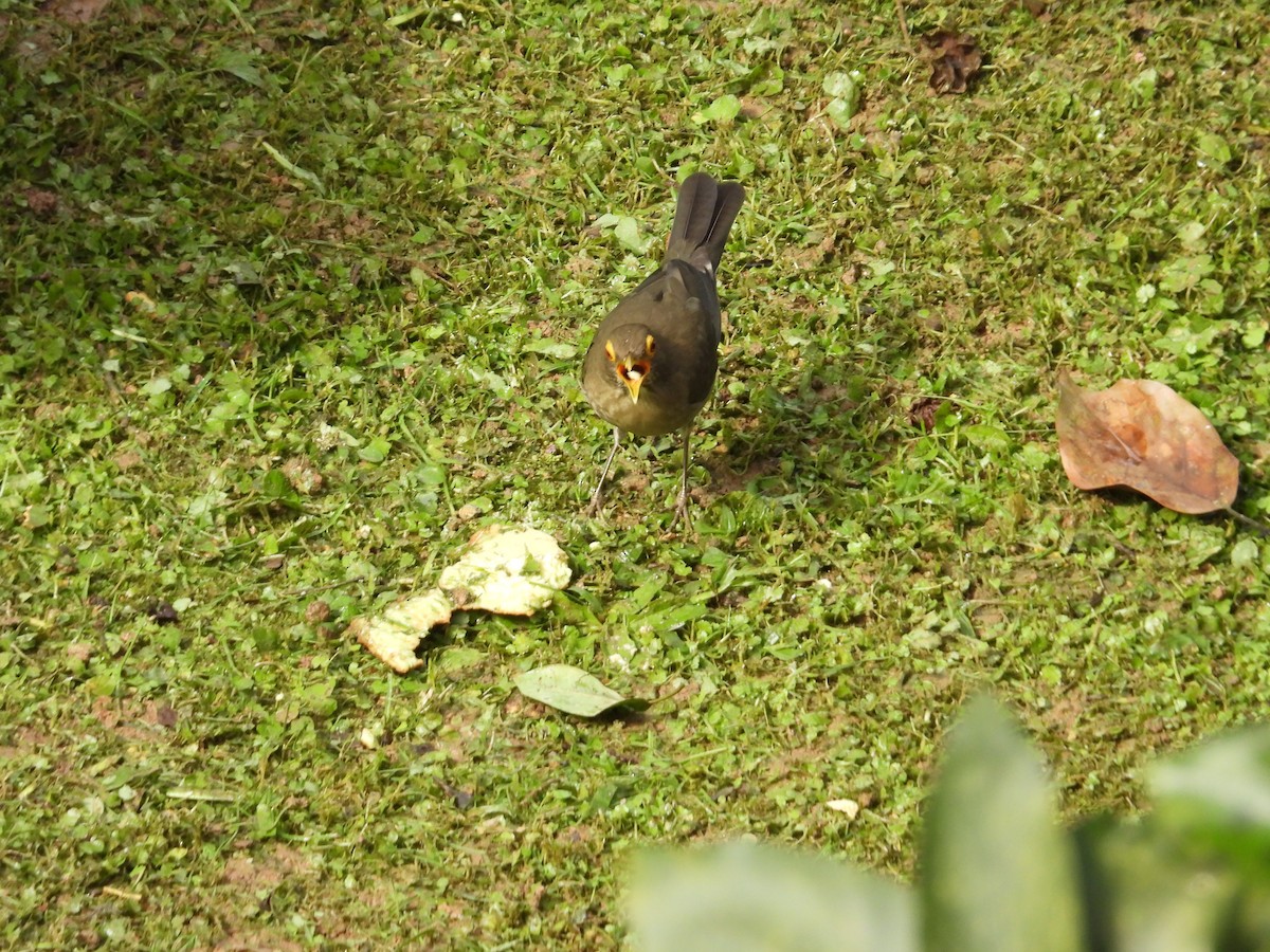 Nacktaugendrossel - ML646653226