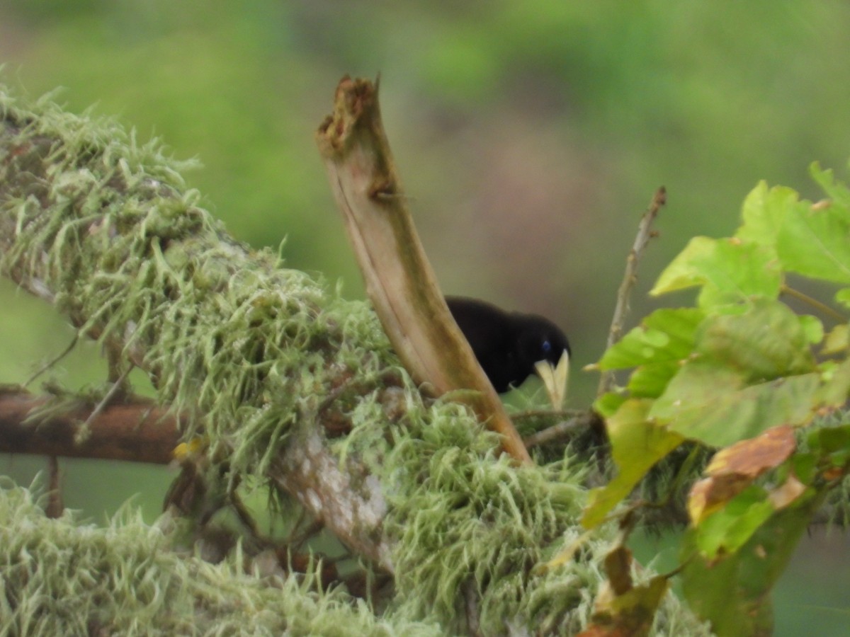 Krähenstirnvogel - ML646653231