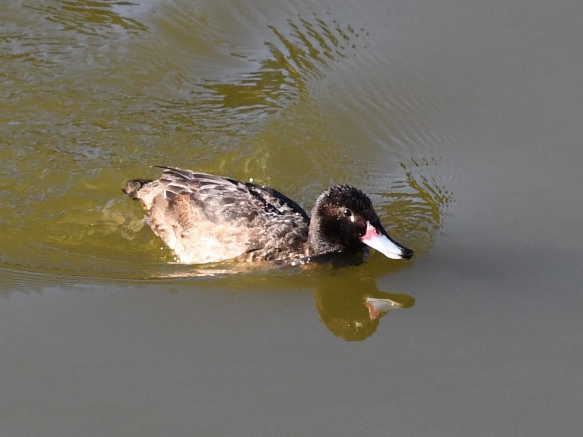 Black-headed Duck - ML646653232