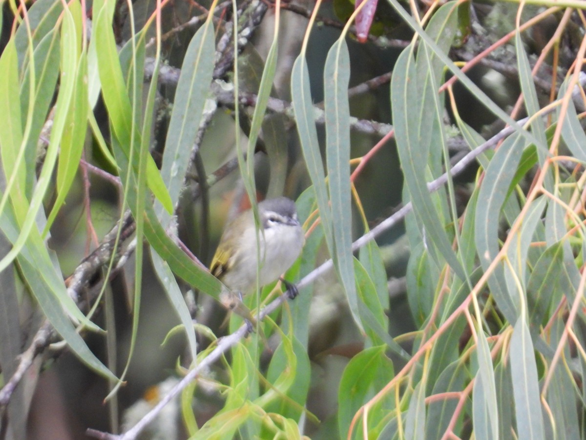 Mirandakleintyrann - ML646653235