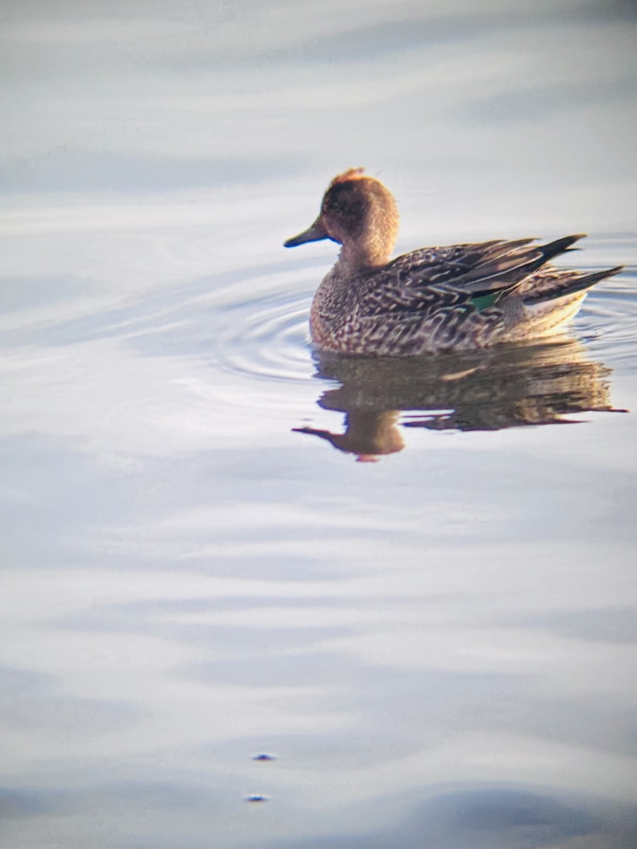 Green-winged Teal - ML646653236