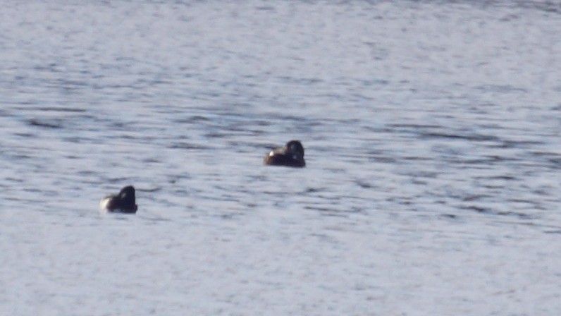 Höckersamtente - ML646653240