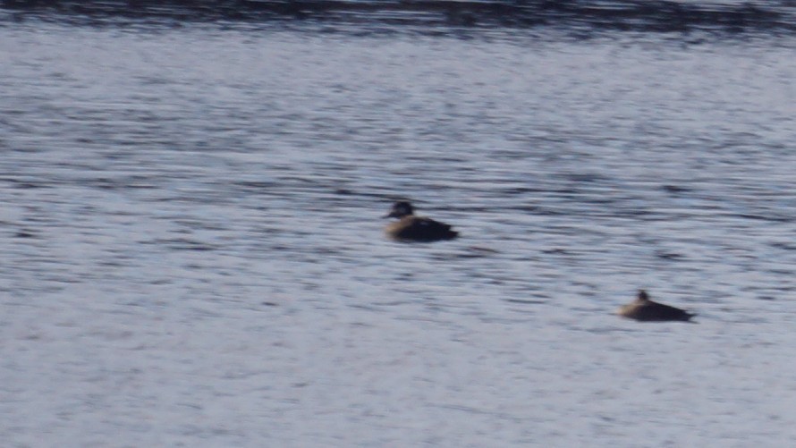 Höckersamtente - ML646653242