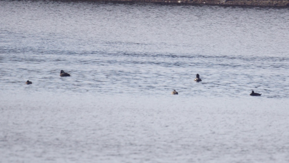 Höckersamtente - ML646653243