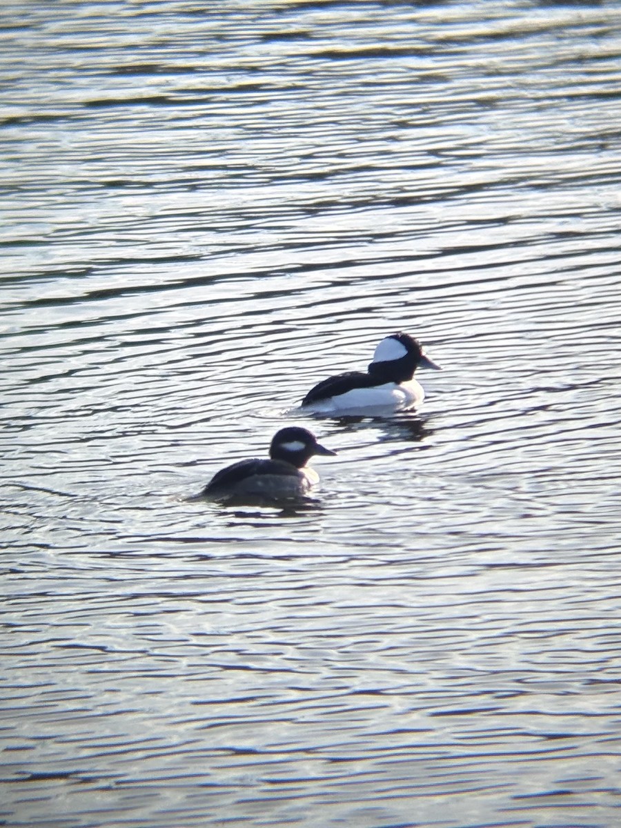 Bufflehead - ML646653244
