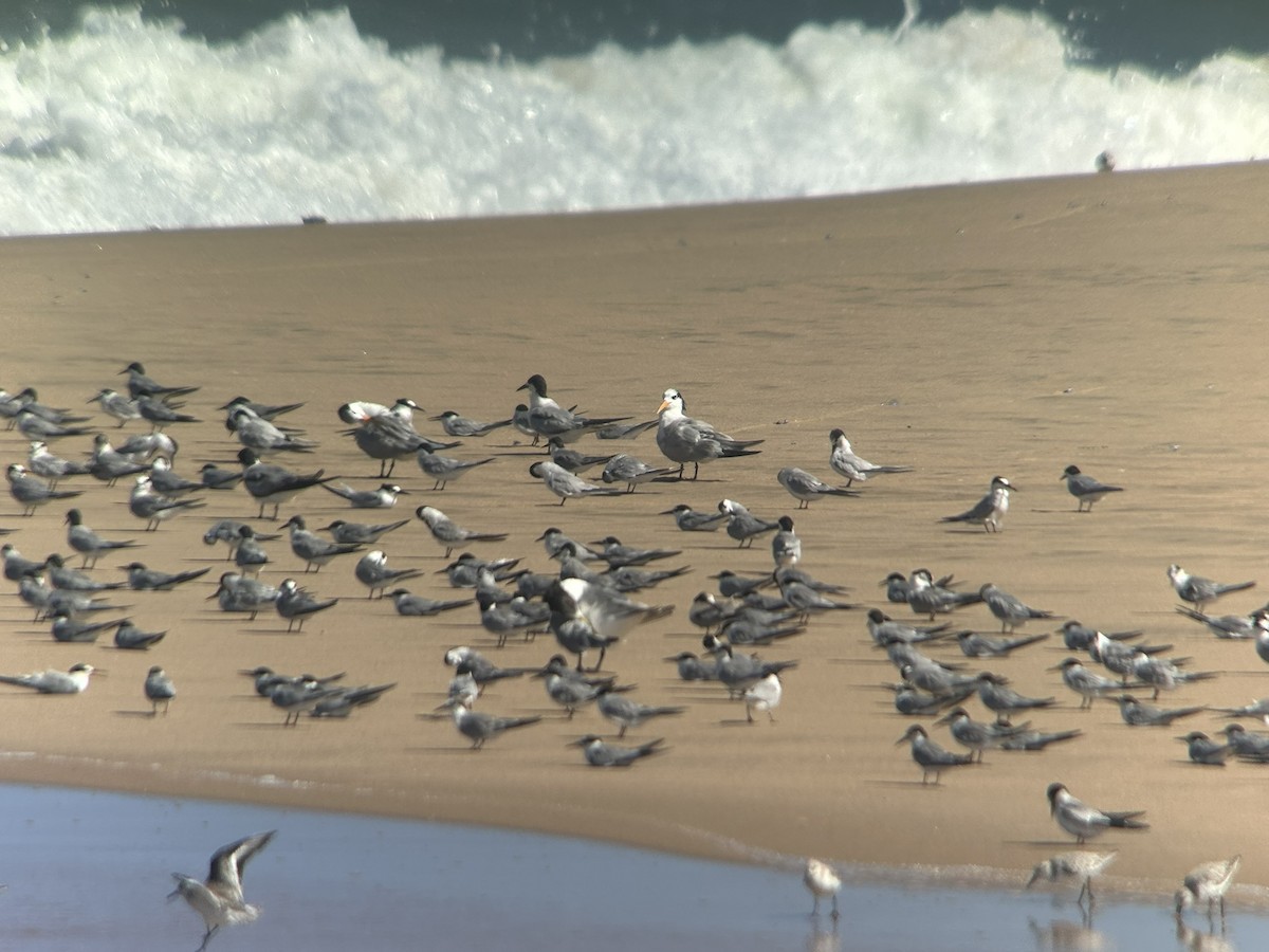 Крячок жовтодзьобий - ML646653247