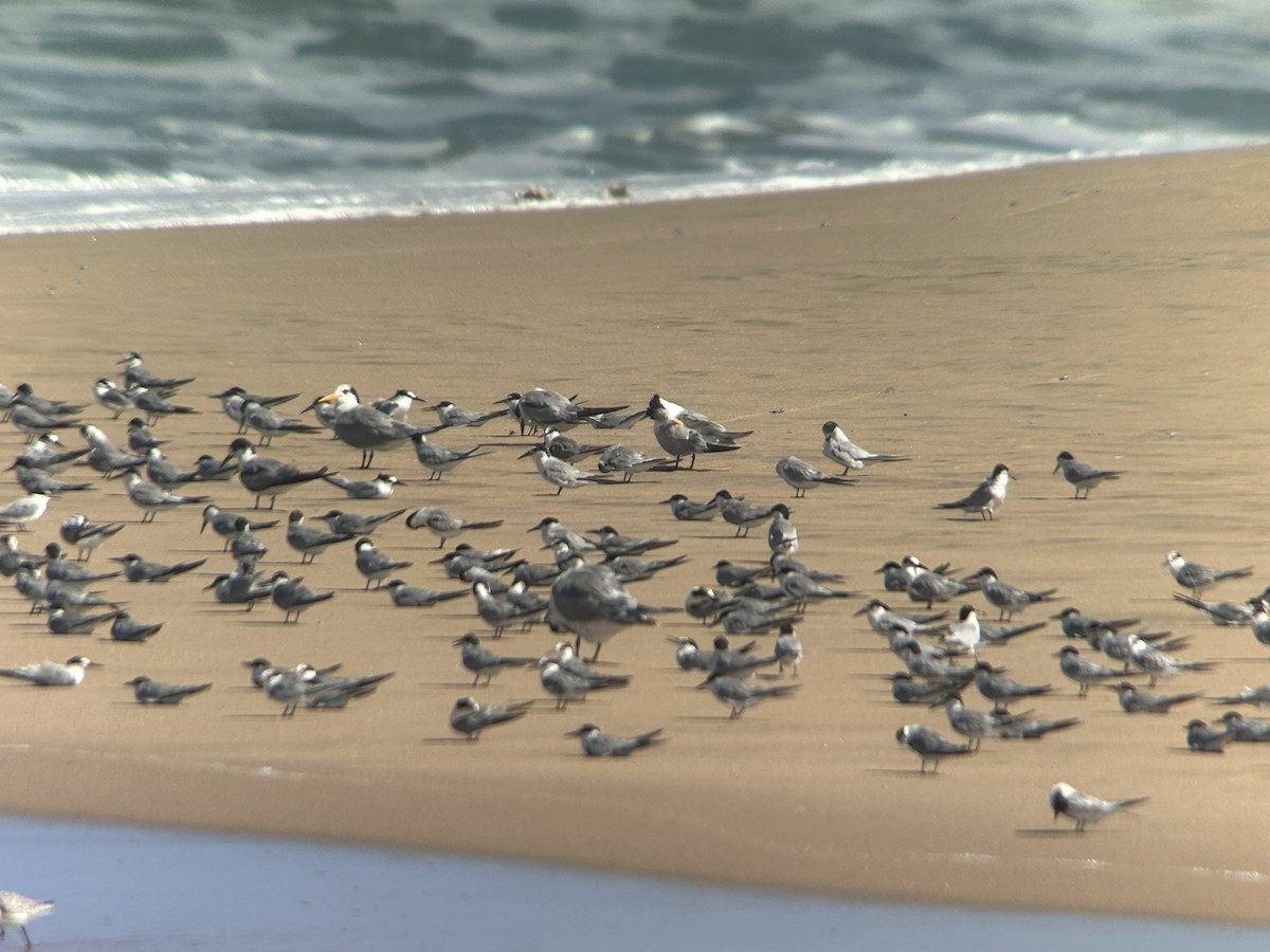 Крячок жовтодзьобий - ML646653248