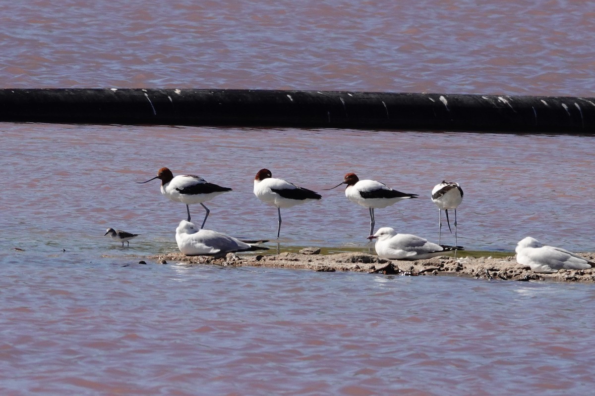 Чоботар австралійський - ML646653249