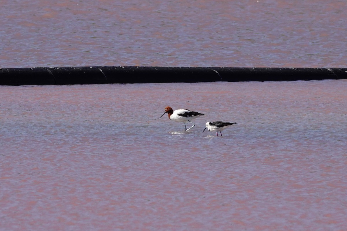Чоботар австралійський - ML646653250
