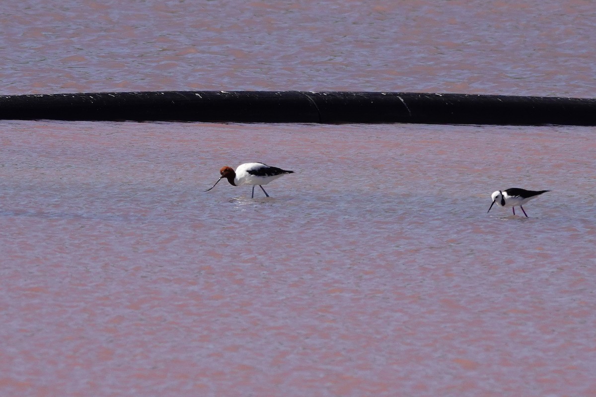 Чоботар австралійський - ML646653251