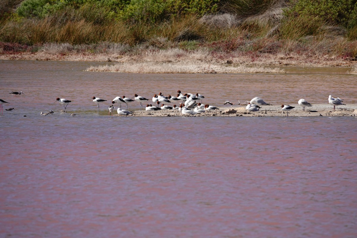 Чоботар австралійський - ML646653252