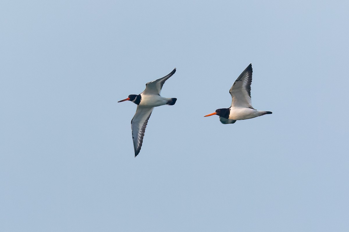 Ostrero Euroasiático - ML646653253