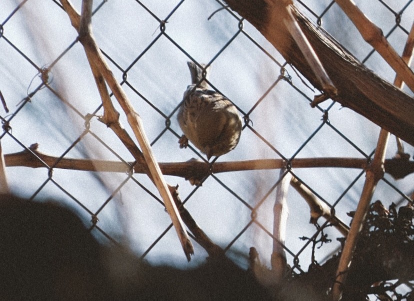 家麻雀 - ML646653254