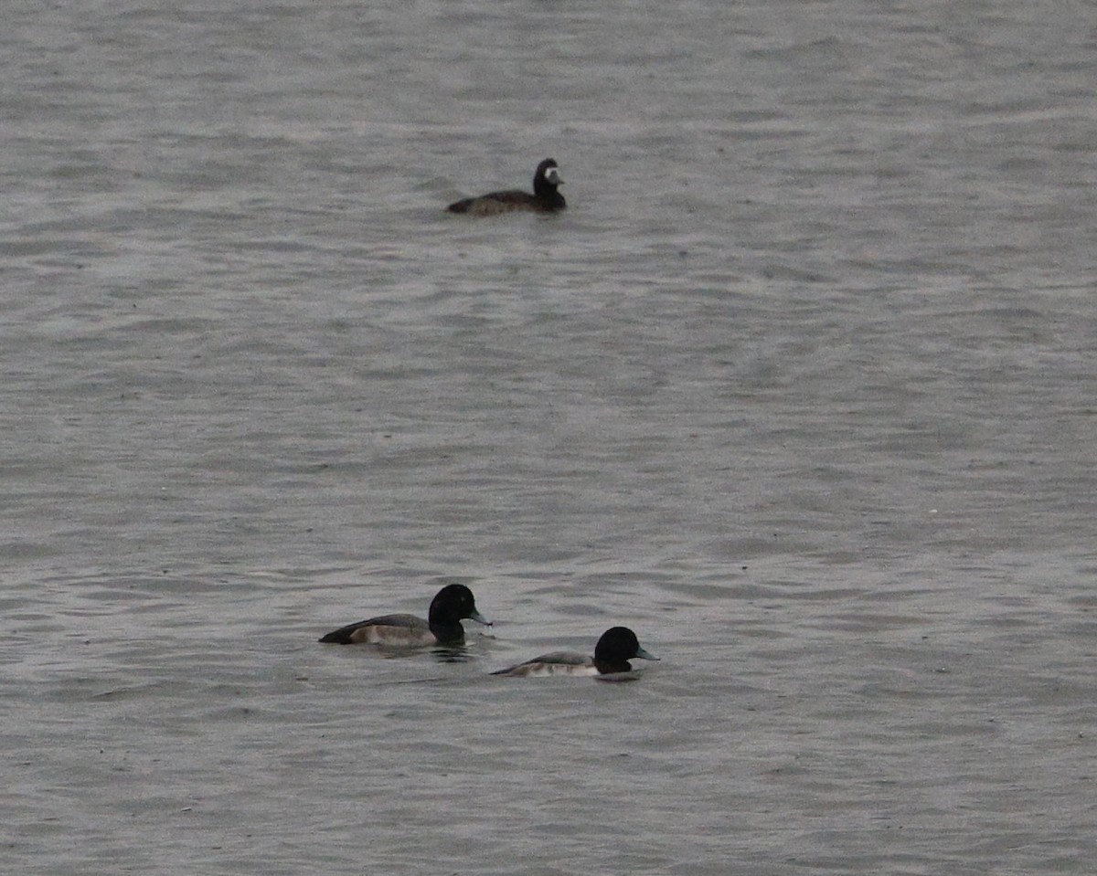 Lesser Scaup - ML646653256