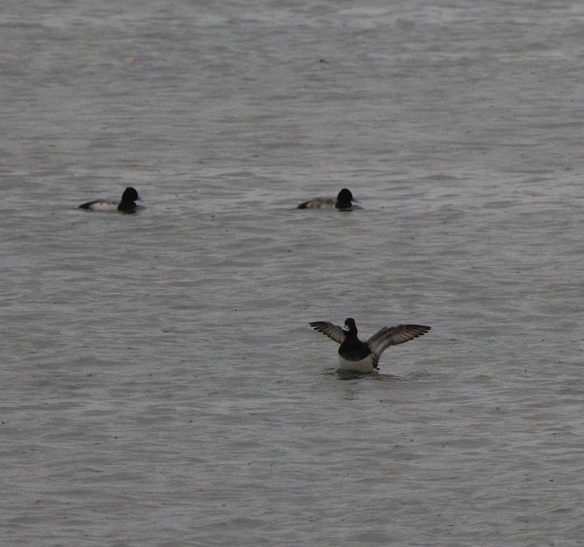 Lesser Scaup - ML646653257