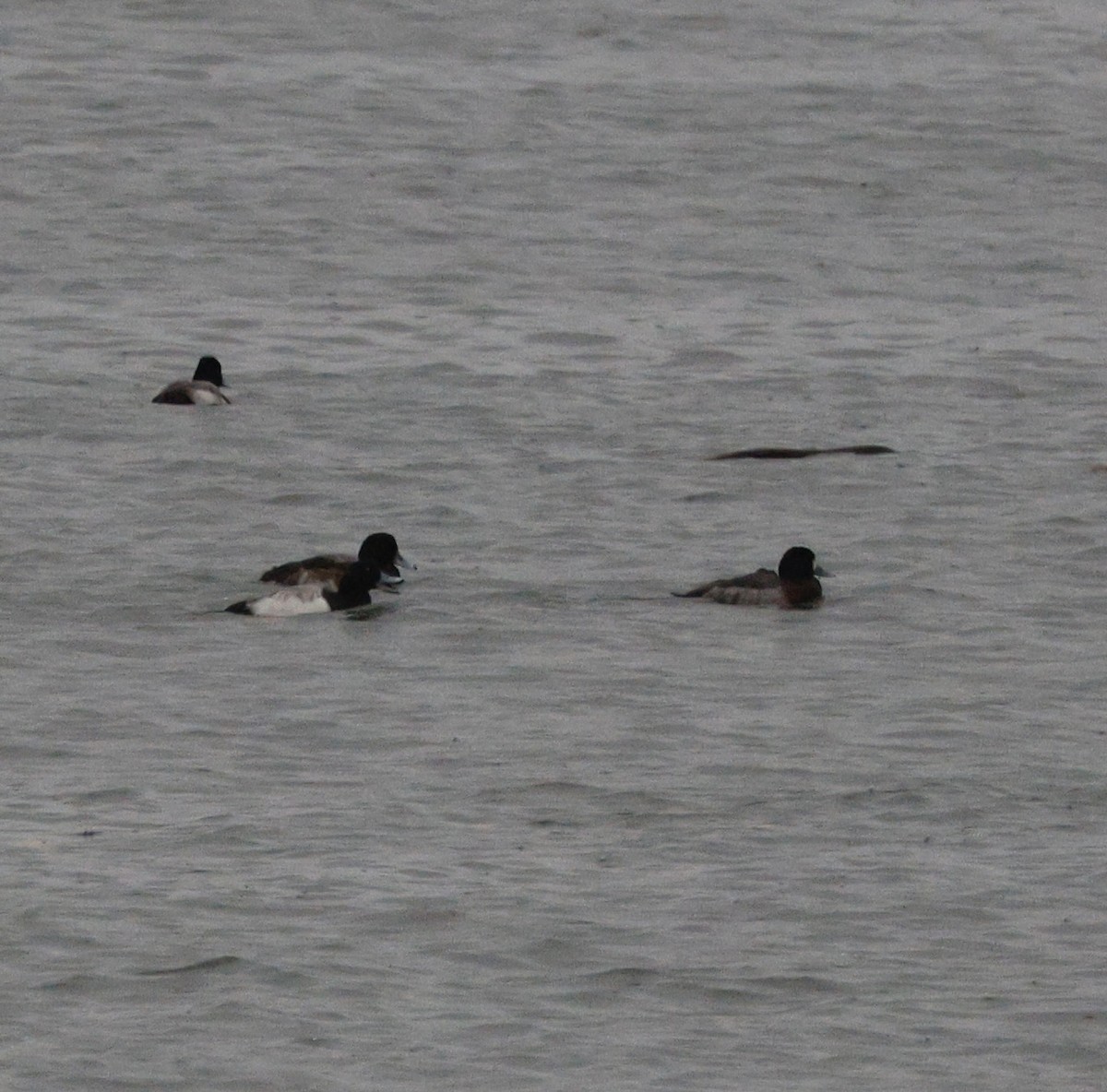 Lesser Scaup - ML646653258
