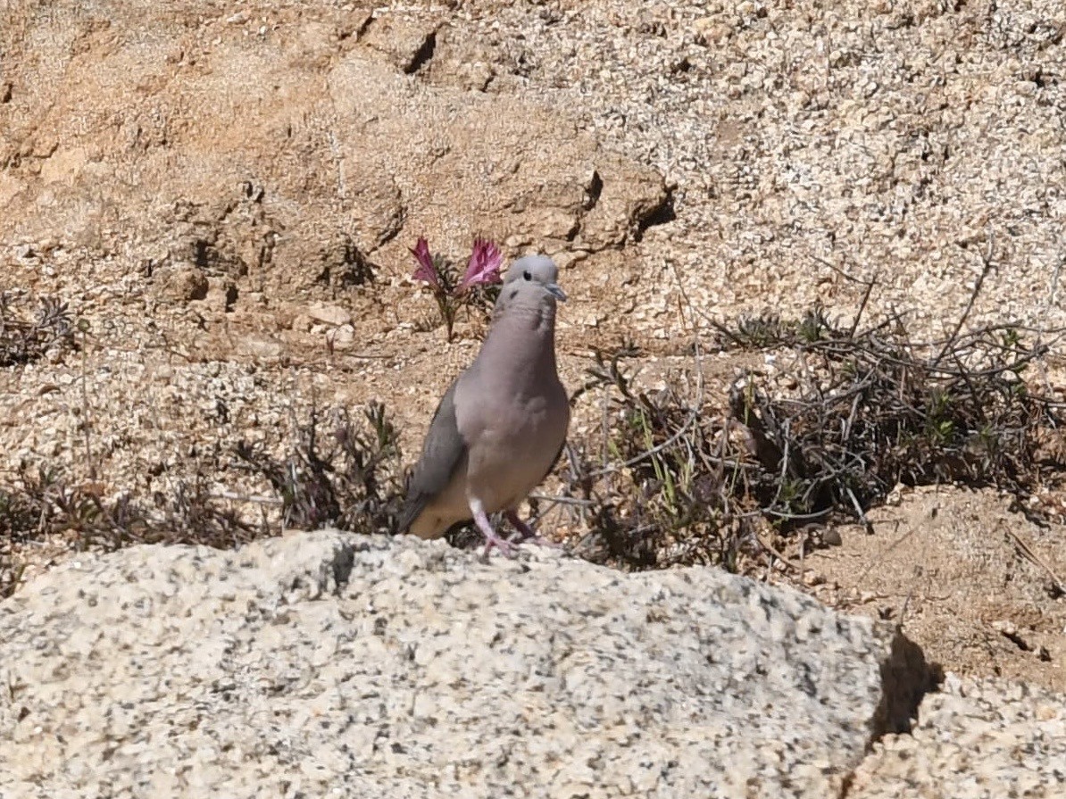 Eared Dove - ML646653262