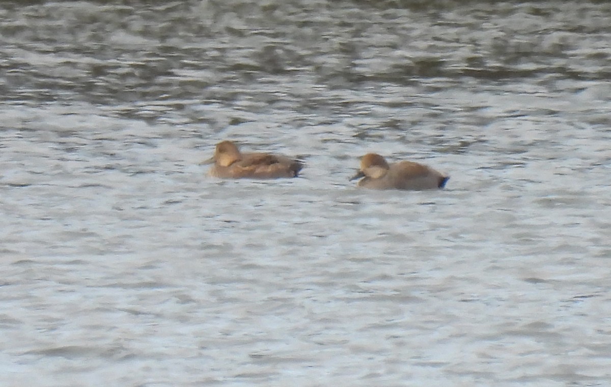 Boz Ördek - ML646653263