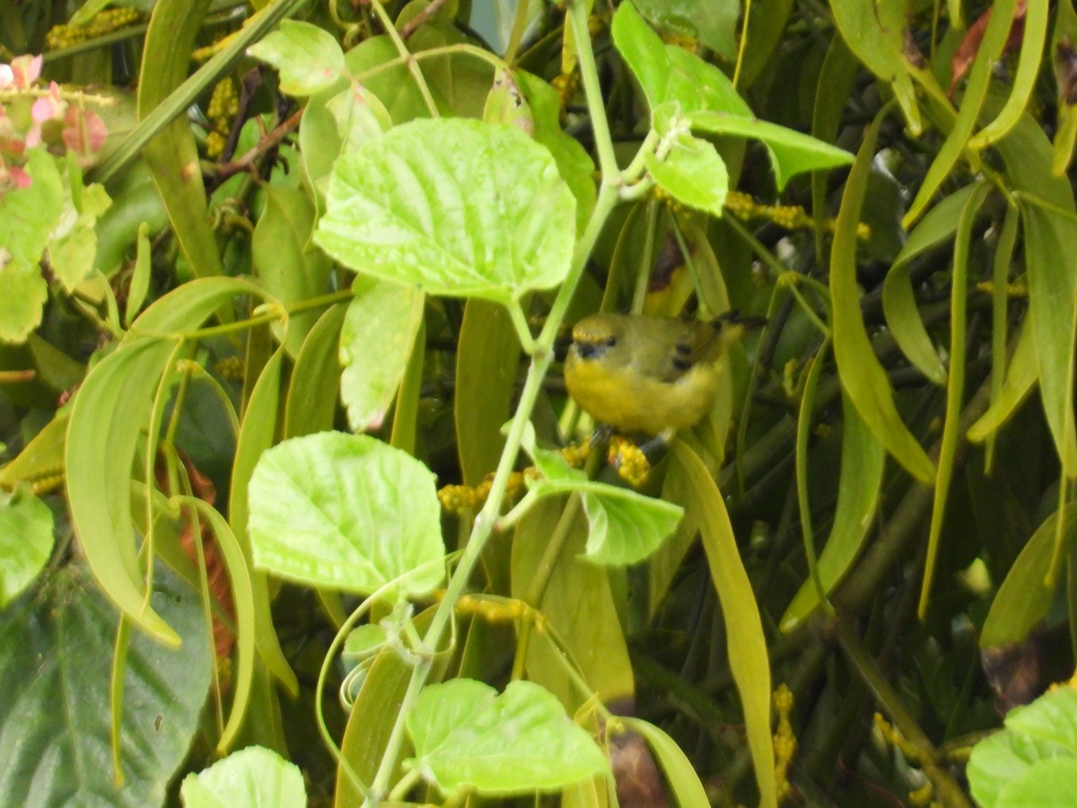 Dickschnabelorganist - ML646653268