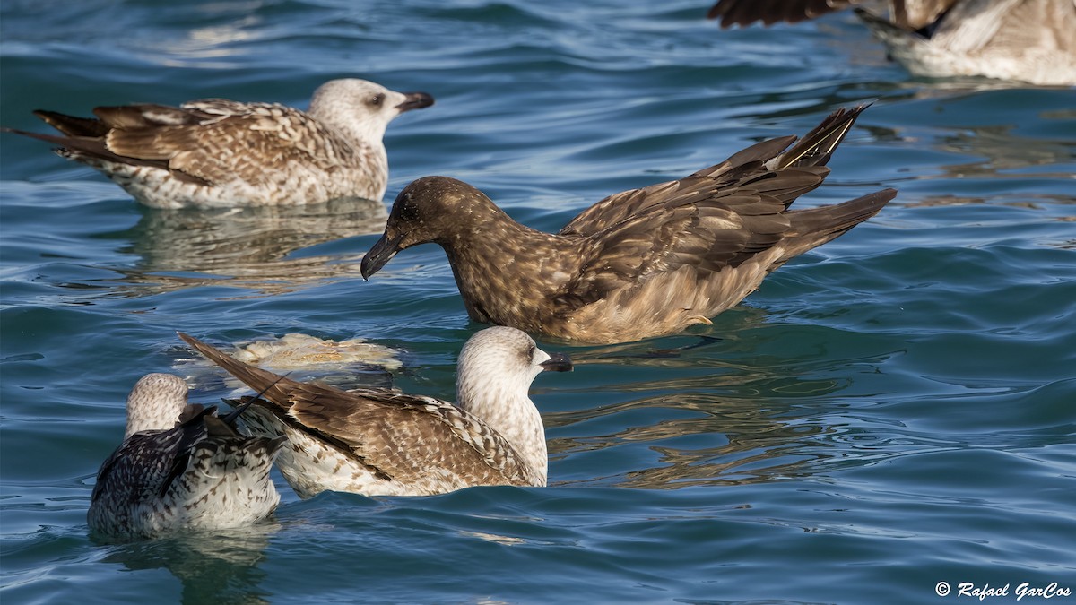 Great Skua - ML646653269