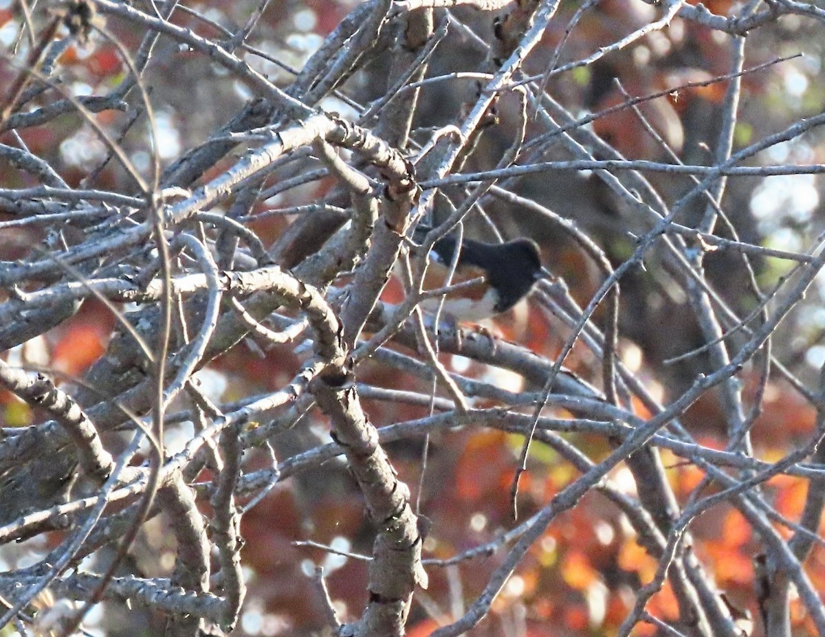 Eastern Towhee - ML646653271