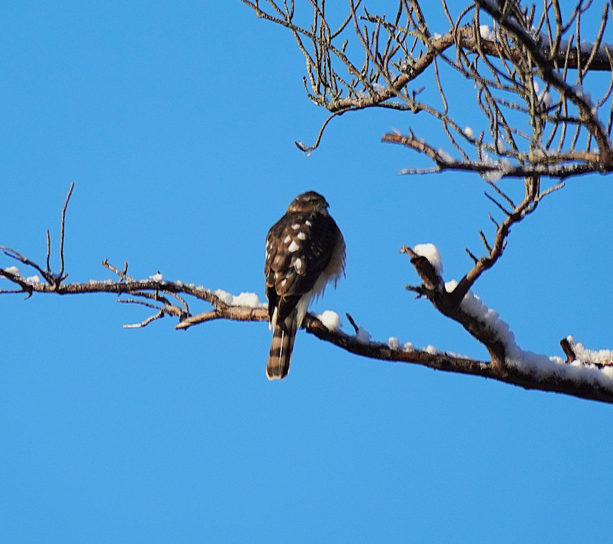 Sharp-shinned Hawk - ML646653272