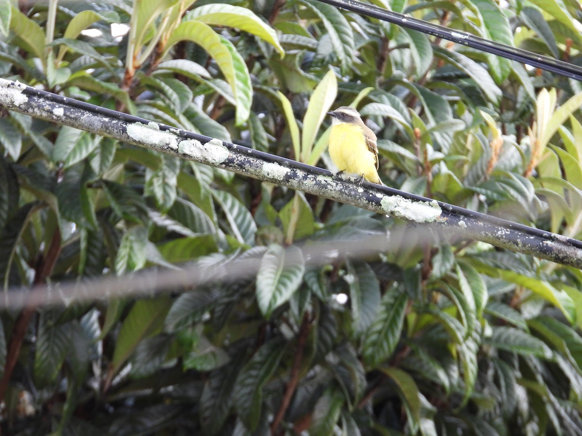 Rotscheitel-Maskentyrann - ML646653273