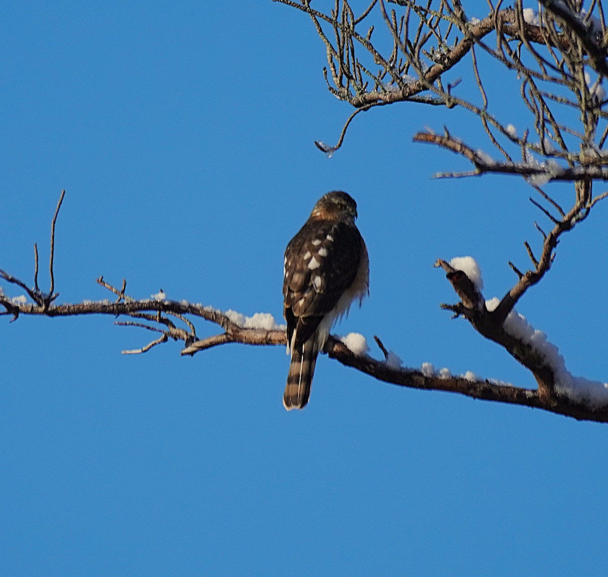 Sharp-shinned Hawk - ML646653274