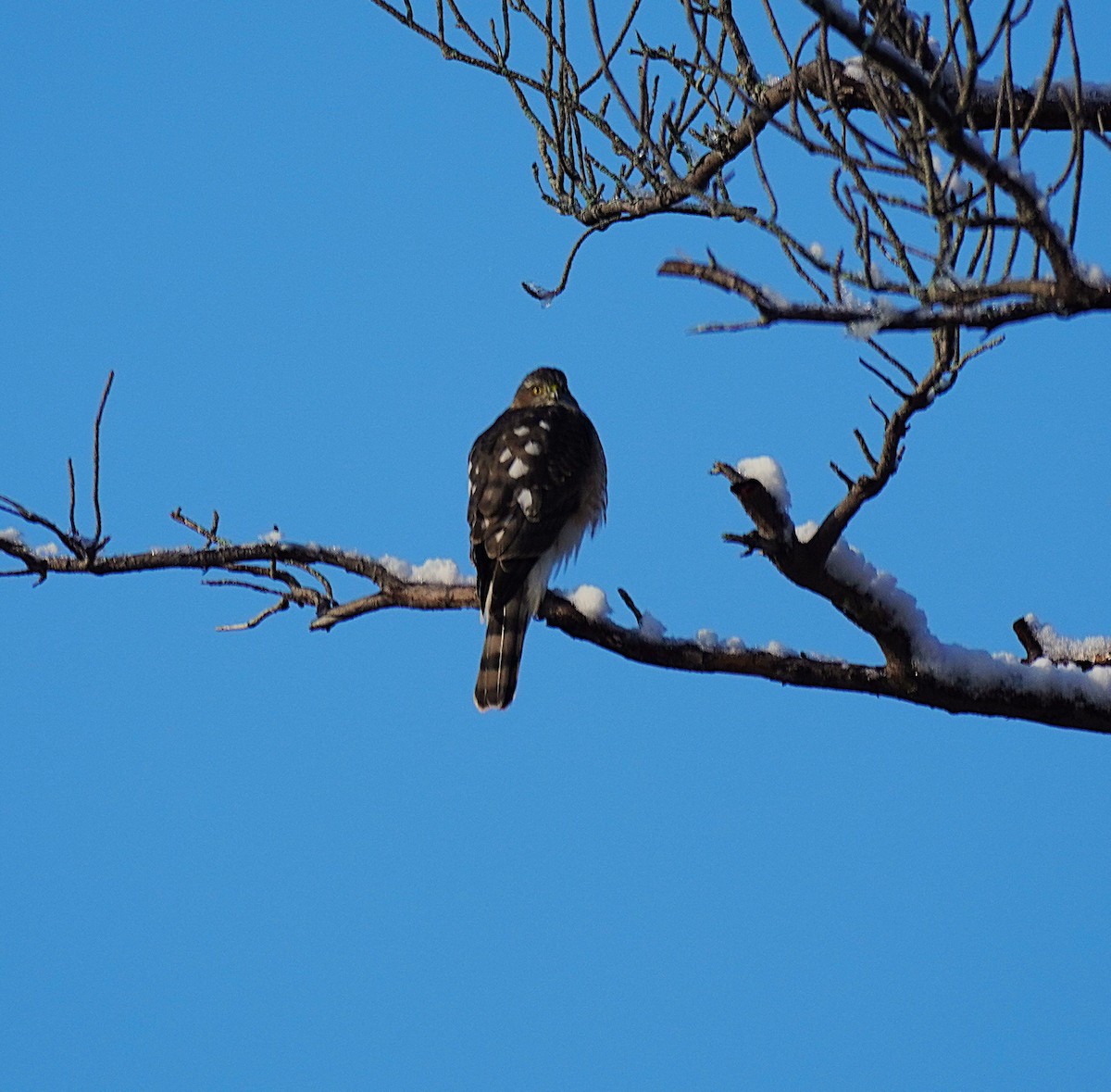 Sharp-shinned Hawk - ML646653275